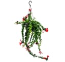 Exotenherz Zimmerpflanze Lippenstiftpflanze Schamblume Aeschynanthus 'Rasta' Hängend 15cm Bild 2