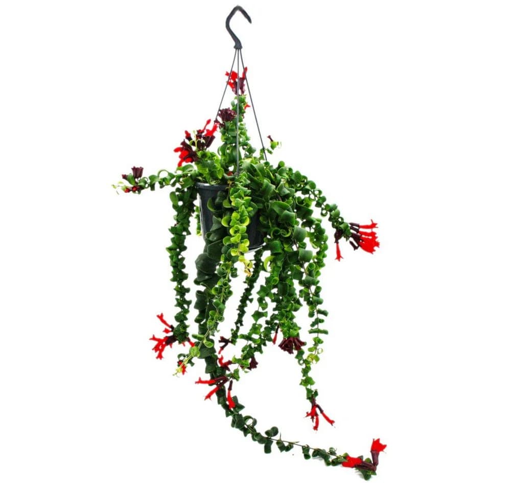 Exotenherz Zimmerpflanze Lippenstiftpflanze Schamblume Aeschynanthus 'Rasta' Hängend 15cm - Bild 2