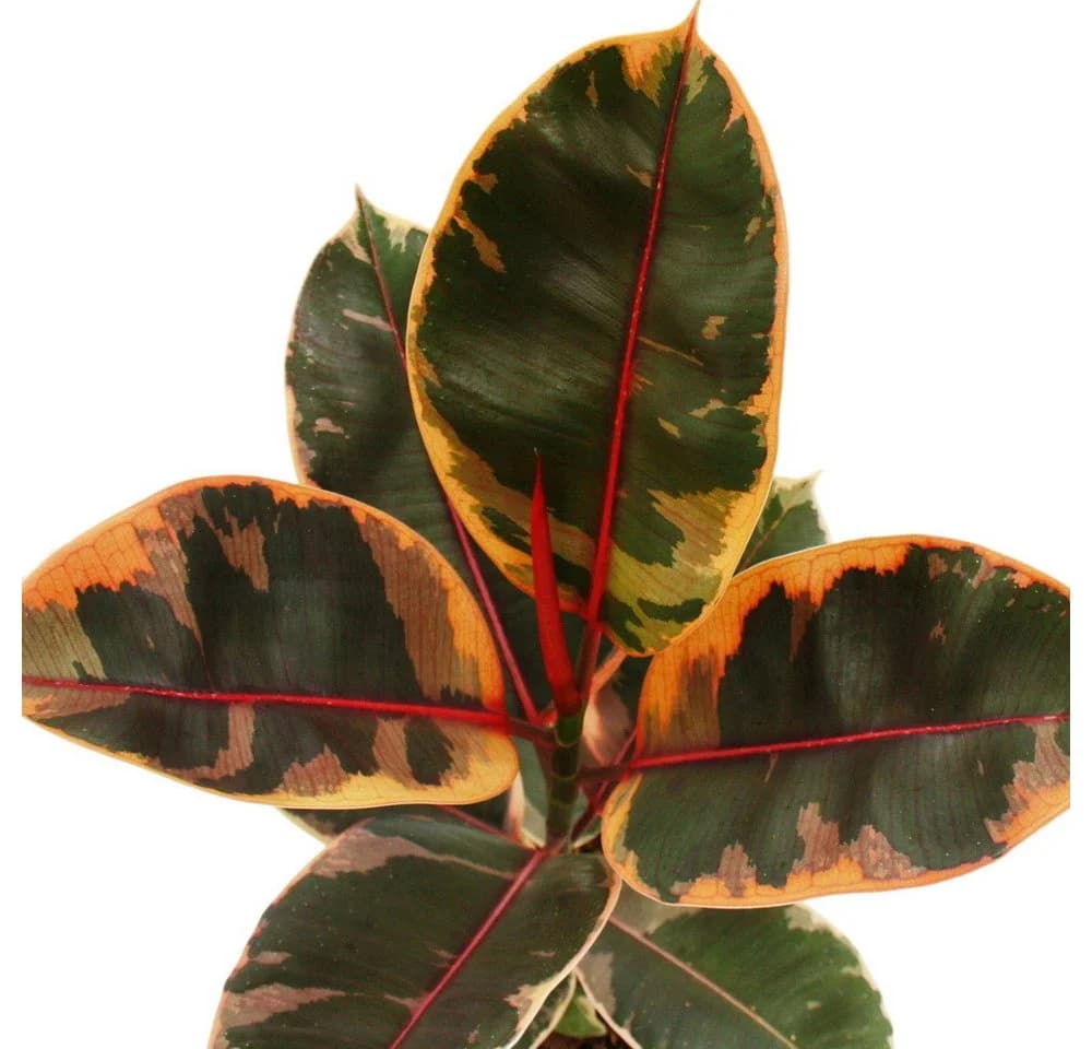 Exotenherz Gummibaum Ficus elastica Belize 17cm Topf