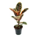 Exotenherz Gummibaum Ficus elastica Belize 17cm Topf Bild 2