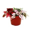 Exotenherz Zimmerpflanze Dreifarbige Punktblume Hypoestes phyllostachya 12cm Topf Bild 1
