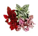 Exotenherz Zimmerpflanze Dreifarbige Punktblume Hypoestes phyllostachya 12cm Topf Bild 3