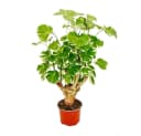 Exotenherz Zimmerpflanze Weißbunte Fiederaralie Polyscias balfouriana 12cm Topf Bild 1