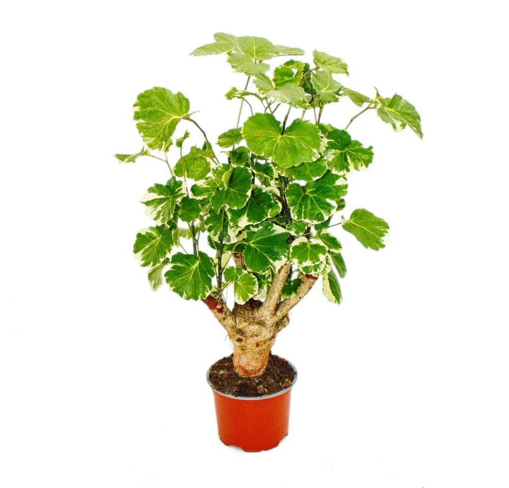 Exotenherz Zimmerpflanze Weißbunte Fiederaralie Polyscias balfouriana 12cm Topf