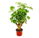 Exotenherz Zimmerpflanze Weißbunte Fiederaralie Polyscias balfouriana 12cm Topf Bild 2
