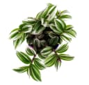 Exotenherz Dreimasterblume Tradescantia White 12cm Topf Bild 1