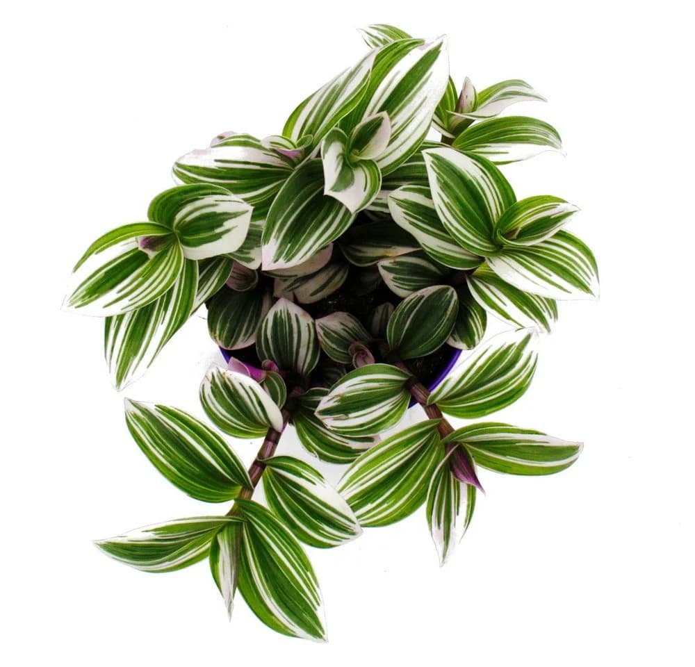 Exotenherz Dreimasterblume Tradescantia White 12cm Topf