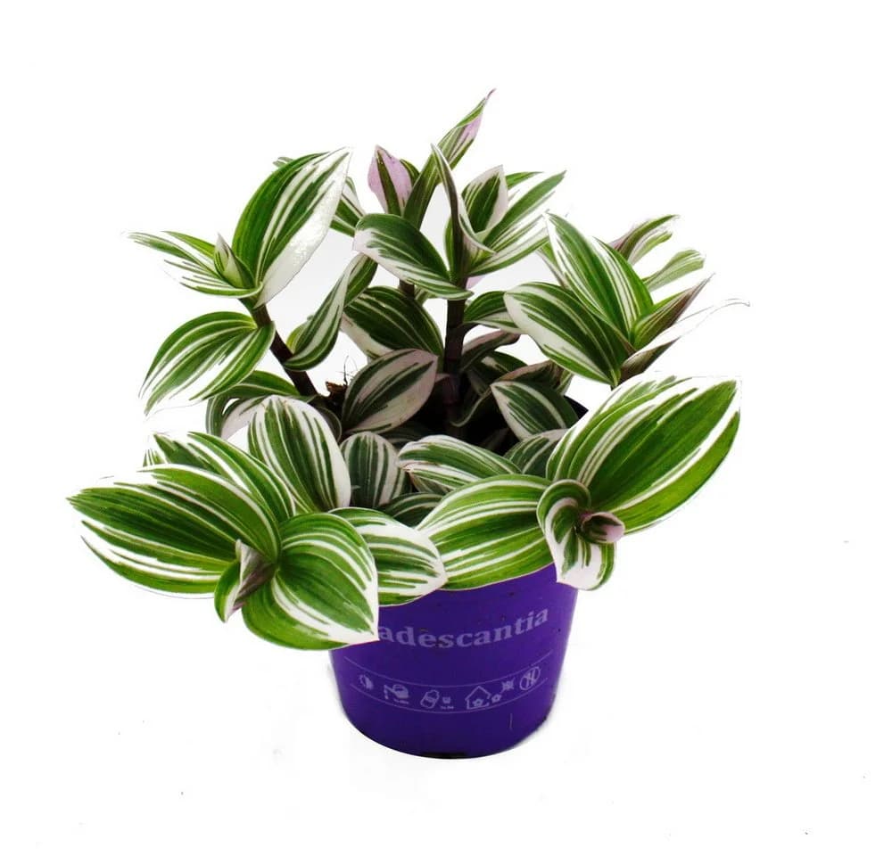 Exotenherz Dreimasterblume Tradescantia White 12cm Topf - Bild 2
