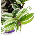 Exotenherz Dreimasterblume Tradescantia White 12cm Topf Bild 3