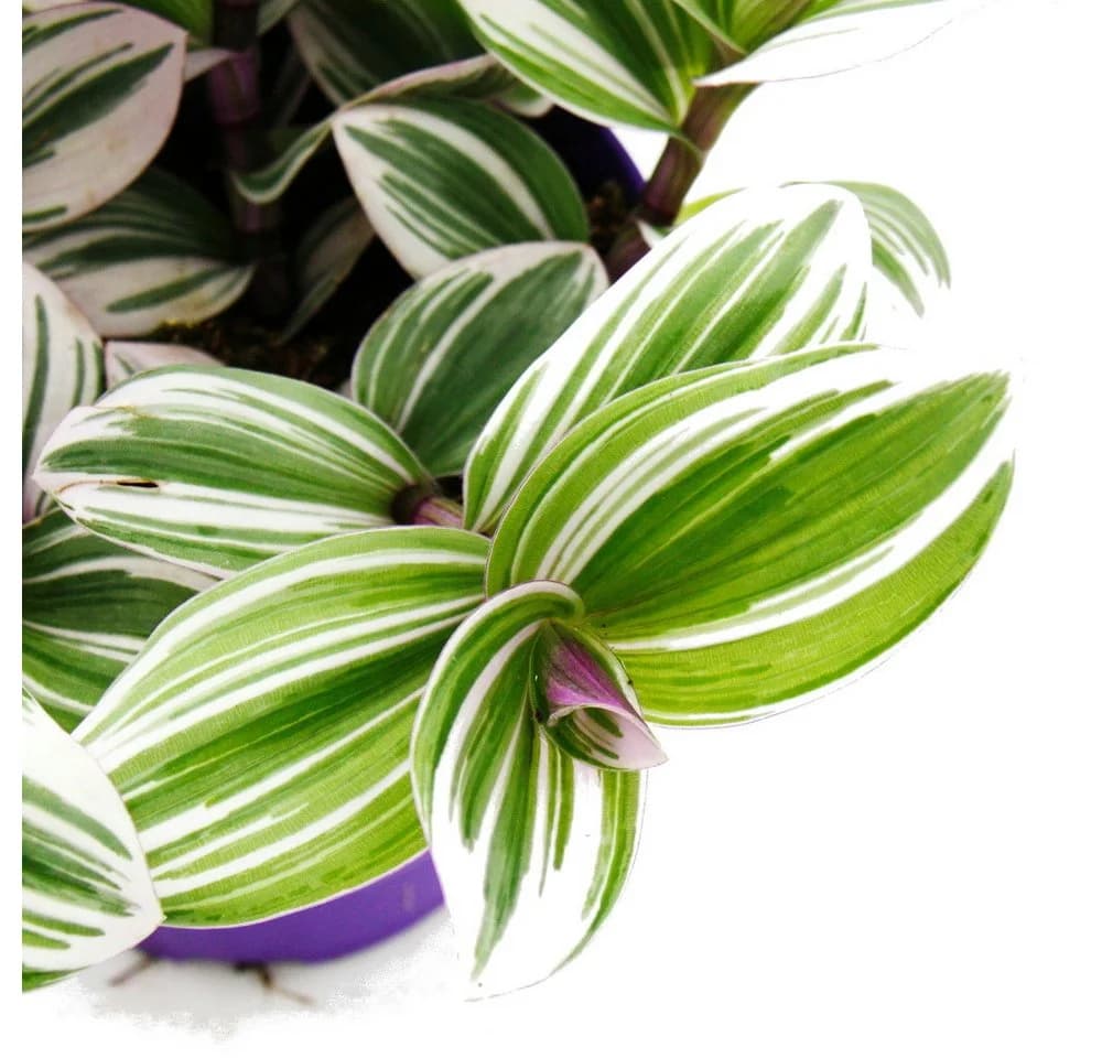 Exotenherz Dreimasterblume Tradescantia White 12cm Topf - Bild 3