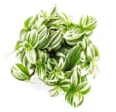Exotenherz Dreimasterblume Tradescantia zebrina Brightness 12cm Topf Weiss Bild 1