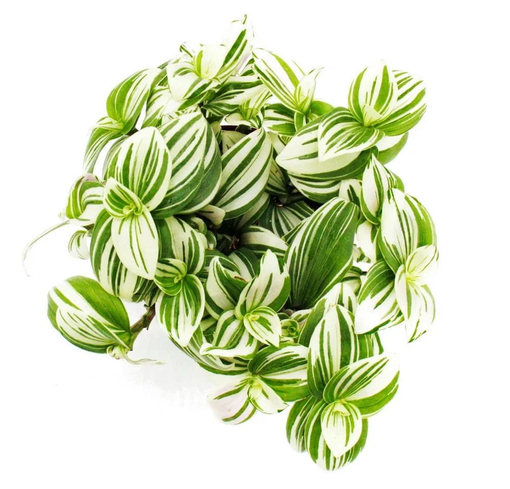 Exotenherz Dreimasterblume Tradescantia zebrina Brightness 12cm Topf Weiss