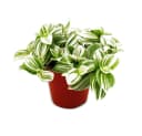Exotenherz Dreimasterblume Tradescantia zebrina Brightness 12cm Topf Weiss Bild 2