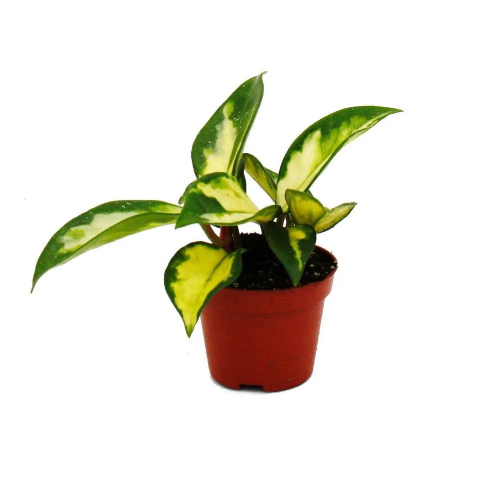 Exotenherz Zimmerpflanze Hoya carnosa tricolor Porzellanblume im 5,5cm Topf