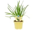Exotenherz Gartenknofi BIO Kräuterpflanze im 12cm Topf Bild 2