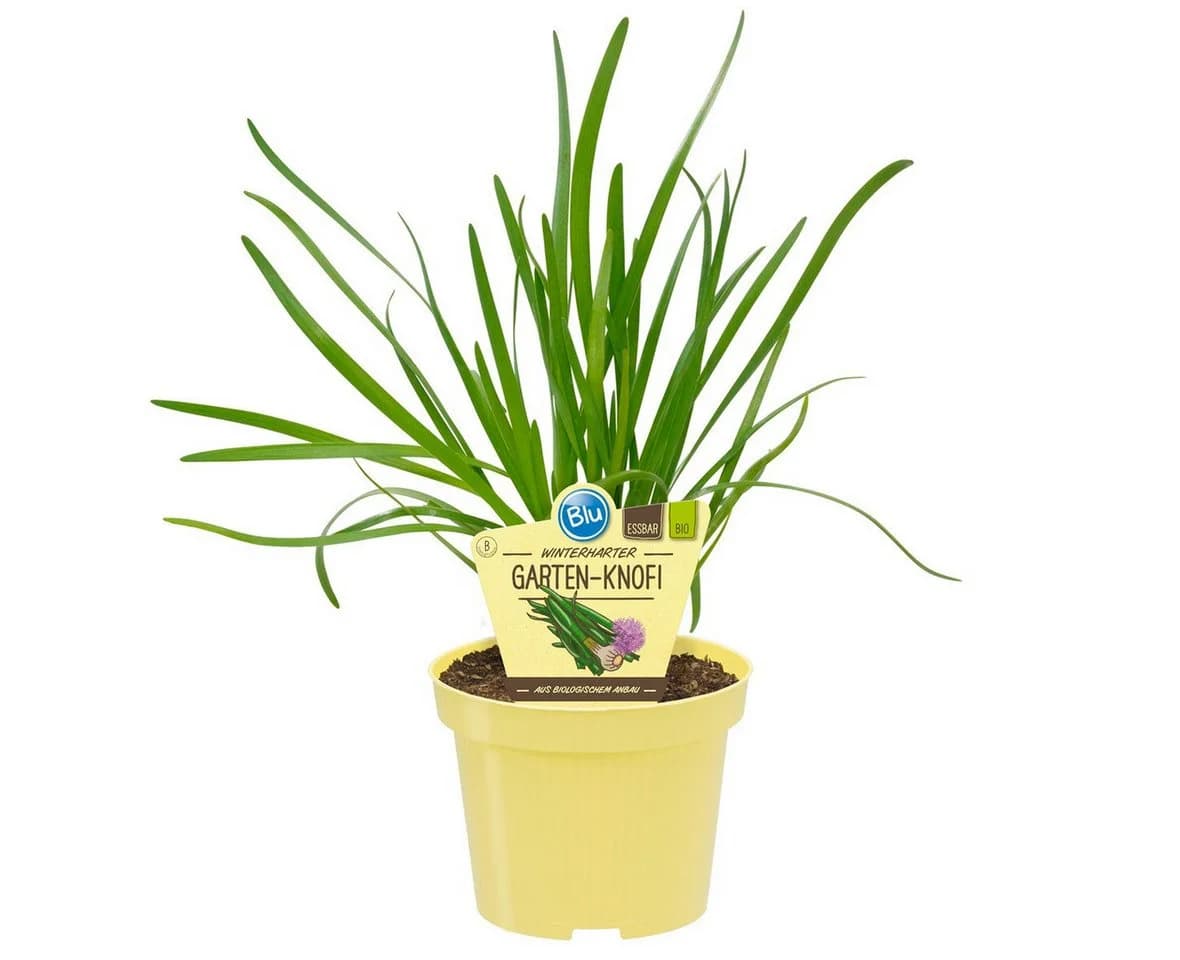 Exotenherz Gartenknofi BIO Kräuterpflanze im 12cm Topf - Bild 2