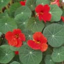 Exotenherz Kapuzinerkresse Tropaeolum majus Kräuterpflanze im 12cm Topf Bild 1