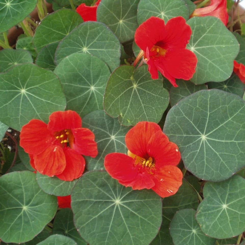 Exotenherz Kapuzinerkresse Tropaeolum majus Kräuterpflanze im 12cm Topf