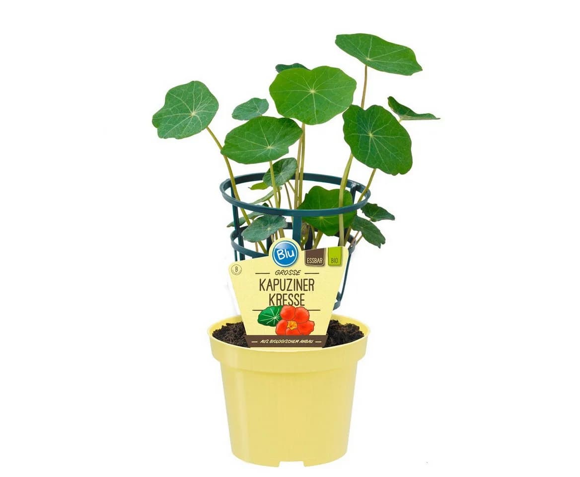 Exotenherz Kapuzinerkresse Tropaeolum majus Kräuterpflanze im 12cm Topf - Bild 2