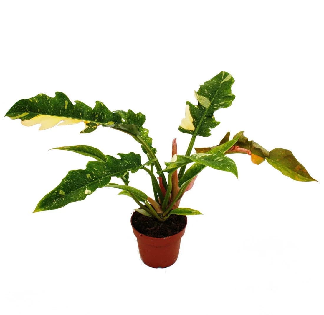 Exotenherz Philodendron "Ring of Fire" - Ungewöhnlicher Baumfreund - 12cm Topf
