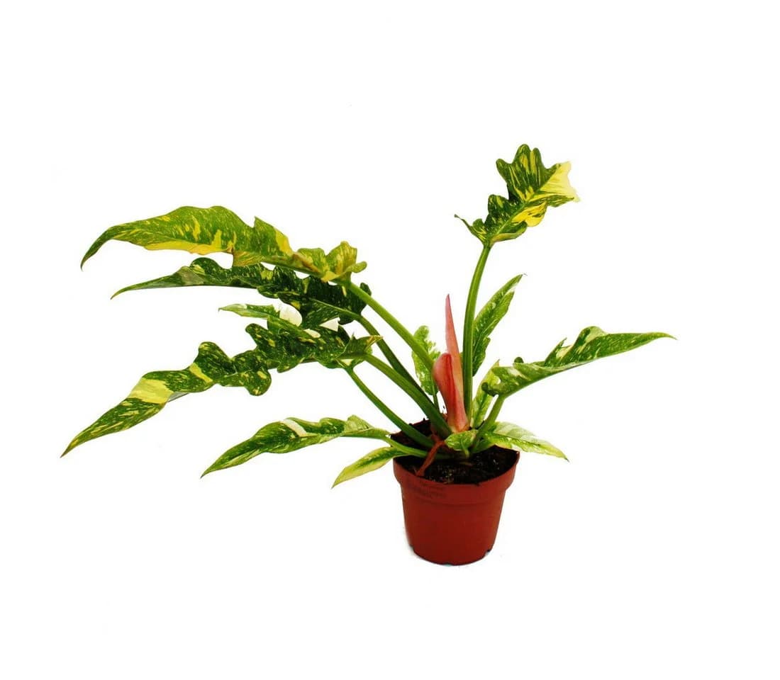 Exotenherz Philodendron "Ring of Fire" - Ungewöhnlicher Baumfreund - 12cm Topf - Bild 2