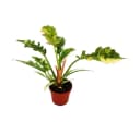 Exotenherz Philodendron "Ring of Fire" - Ungewöhnlicher Baumfreund - 12cm Topf Bild 4
