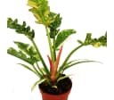 Exotenherz Philodendron "Ring of Fire" - Ungewöhnlicher Baumfreund - 12cm Topf Bild 5