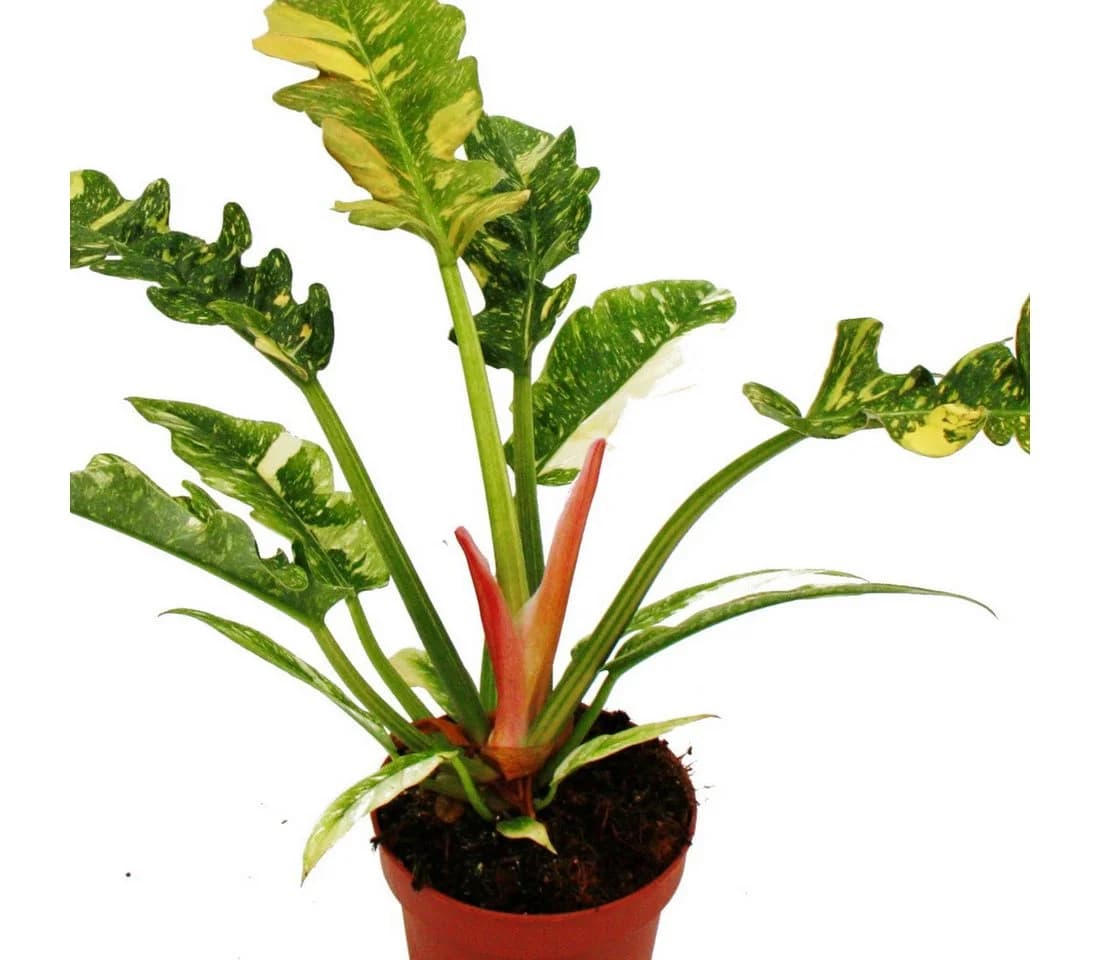 Exotenherz Philodendron "Ring of Fire" - Ungewöhnlicher Baumfreund - 12cm Topf - Bild 5