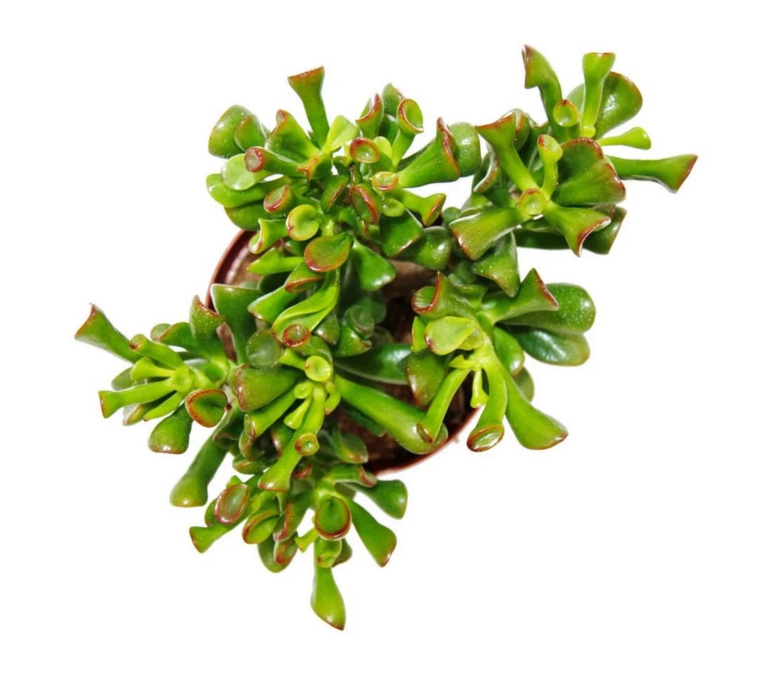 Exotenherz Kaktus Dickblatt Löffelbaum Crassula Hobbit Sukkulente 12cm Topf
