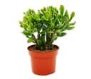 Exotenherz Kaktus Dickblatt Löffelbaum Crassula Hobbit Sukkulente 12cm Topf Bild 2