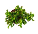 Exotenherz Kaktus Dickblatt Löffelbaum Crassula Hobbit Sukkulente 12cm Topf Bild 3