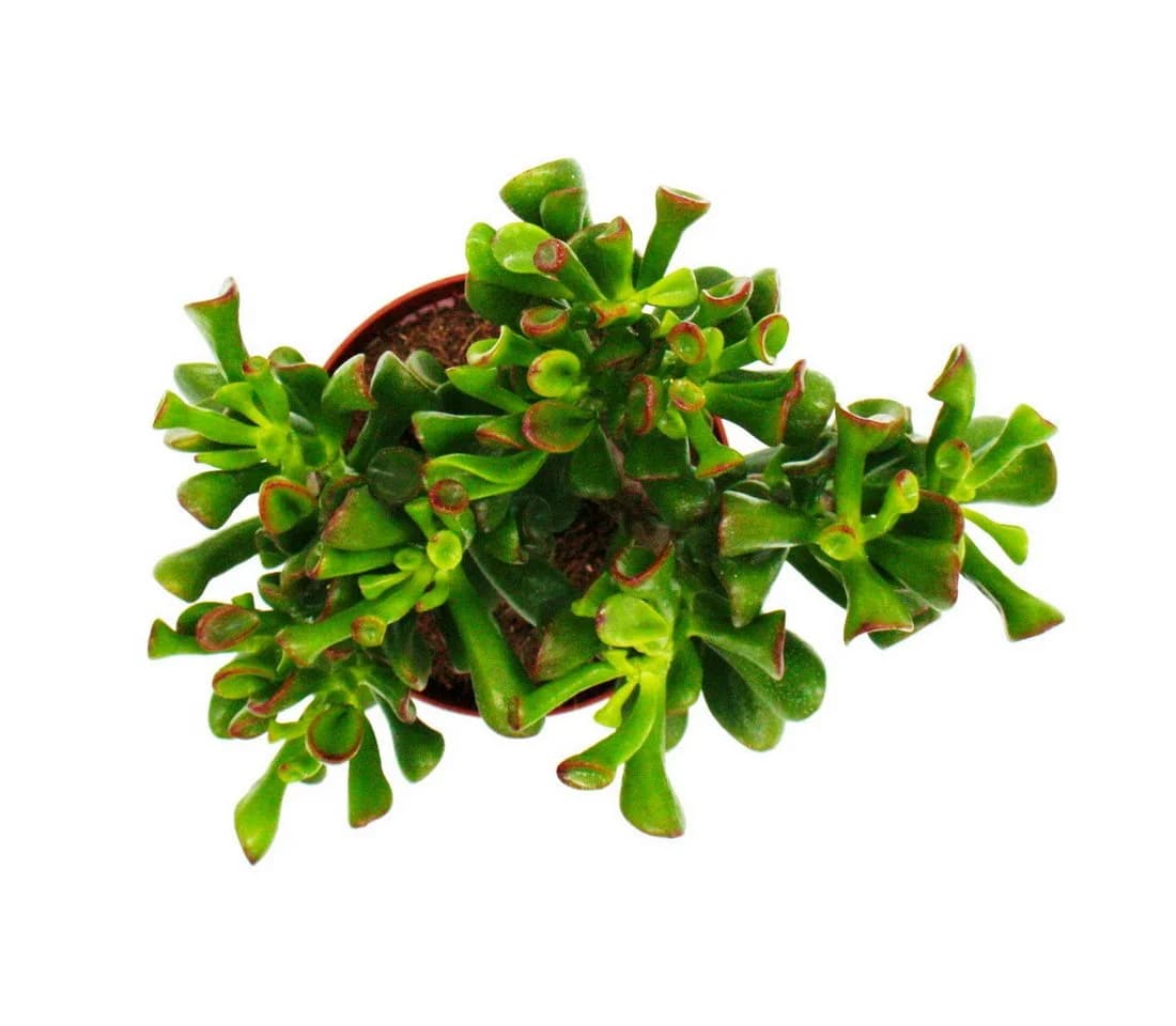 Exotenherz Kaktus Dickblatt Löffelbaum Crassula Hobbit Sukkulente 12cm Topf - Bild 3