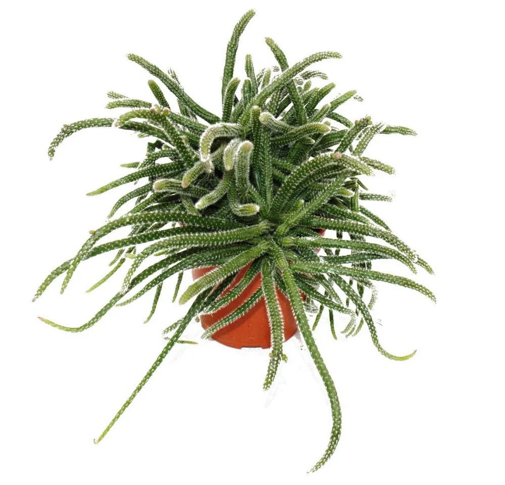 Exotenherz Korallenkaktus Rhipsalis 12cm Topf Zimmerpflanze