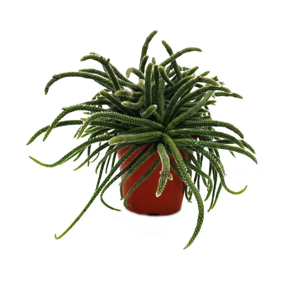 Exotenherz Korallenkaktus Rhipsalis 12cm Topf Zimmerpflanze - Bild 2