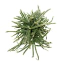 Exotenherz Korallenkaktus Rhipsalis 12cm Topf Zimmerpflanze Bild 3