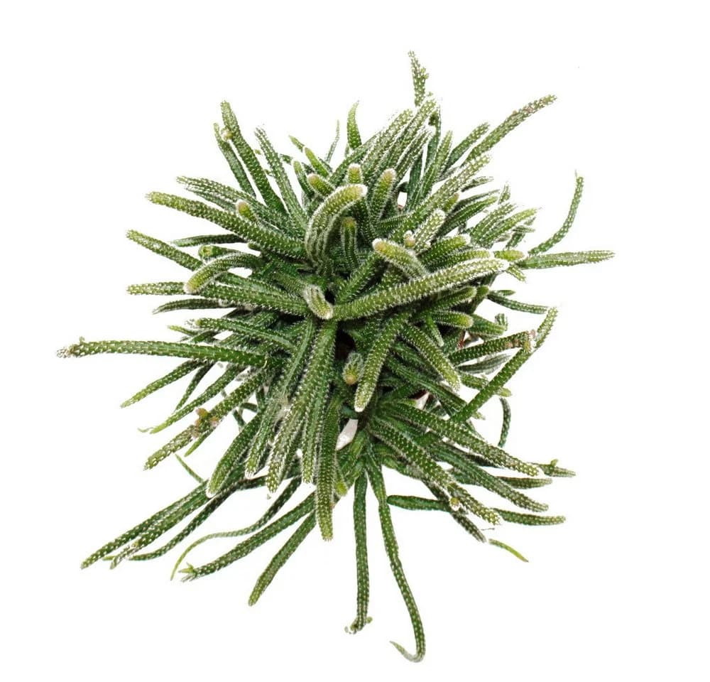Exotenherz Korallenkaktus Rhipsalis 12cm Topf Zimmerpflanze - Bild 3