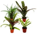 Exotenherz Mini-Bromelien-Set 4 Pflanzen 5,5cm Topf Bild 1