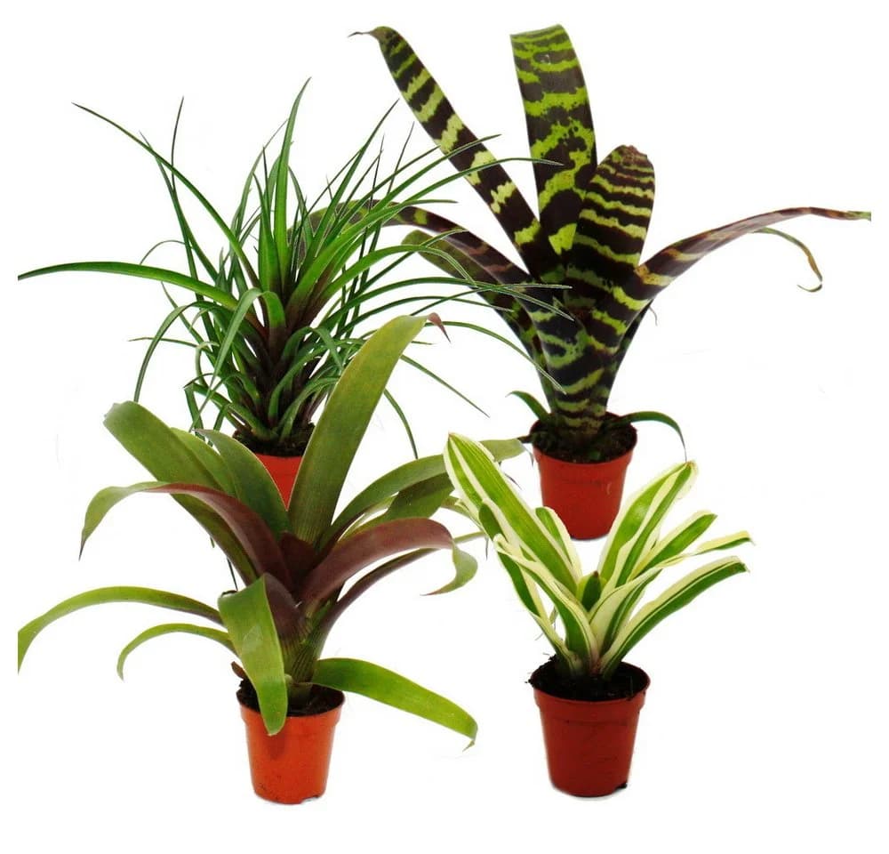 Exotenherz Mini-Bromelien-Set 4 Pflanzen 5,5cm Topf