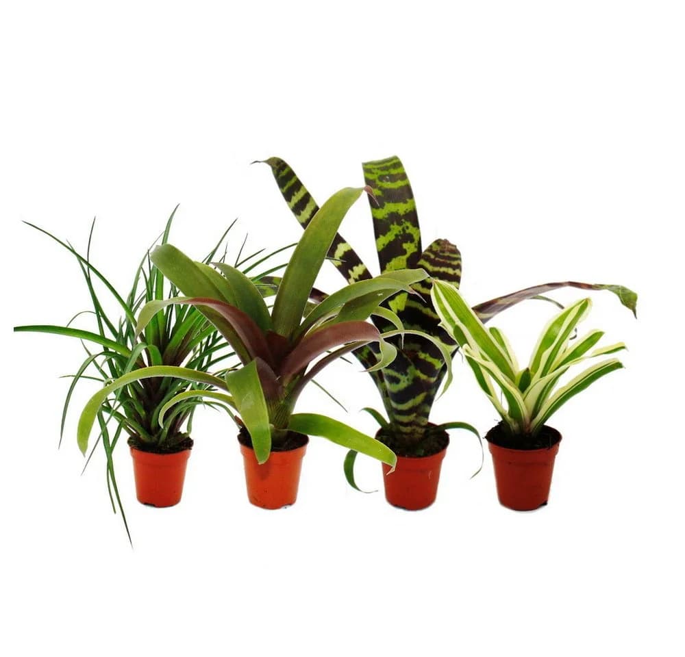 Exotenherz Mini-Bromelien-Set 4 Pflanzen 5,5cm Topf - Bild 2