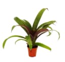 Exotenherz Mini-Bromelien-Set 4 Pflanzen 5,5cm Topf Bild 3