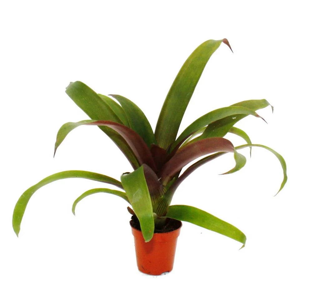 Exotenherz Mini-Bromelien-Set 4 Pflanzen 5,5cm Topf - Bild 3