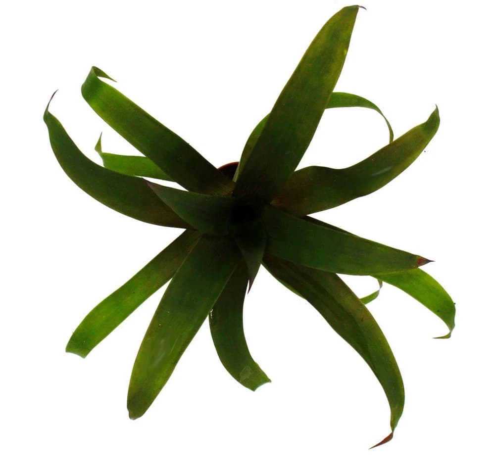 Exotenherz Mini-Bromelien-Set 4 Pflanzen 5,5cm Topf - Bild 4