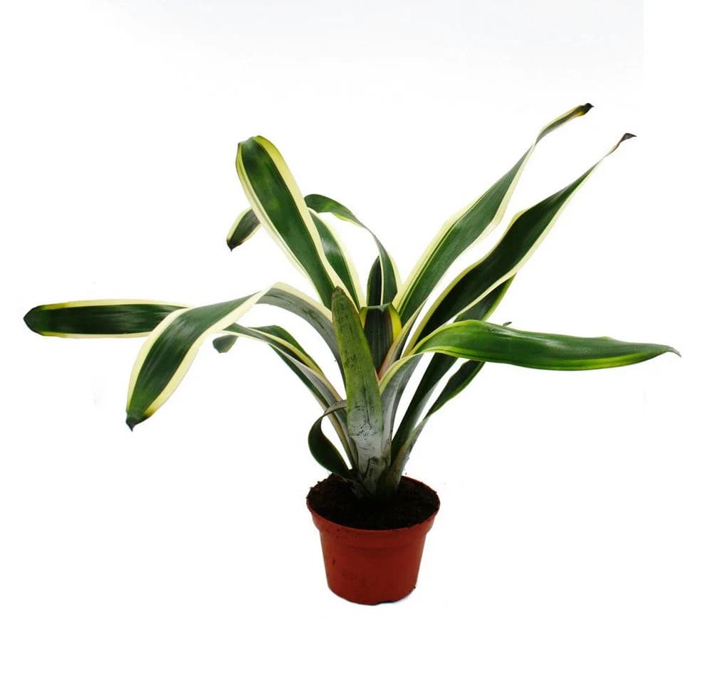 Exotenherz Mini-Bromelien-Set 4 Pflanzen 5,5cm Topf - Bild 5