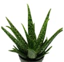 Exotenherz Aloe Medivera® Sukkulente im 14cm Topf Bild 1