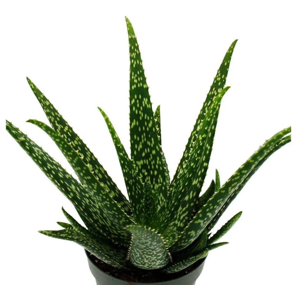 Exotenherz Aloe Medivera® Sukkulente im 14cm Topf