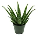 Exotenherz Aloe Medivera® Sukkulente im 14cm Topf Bild 2