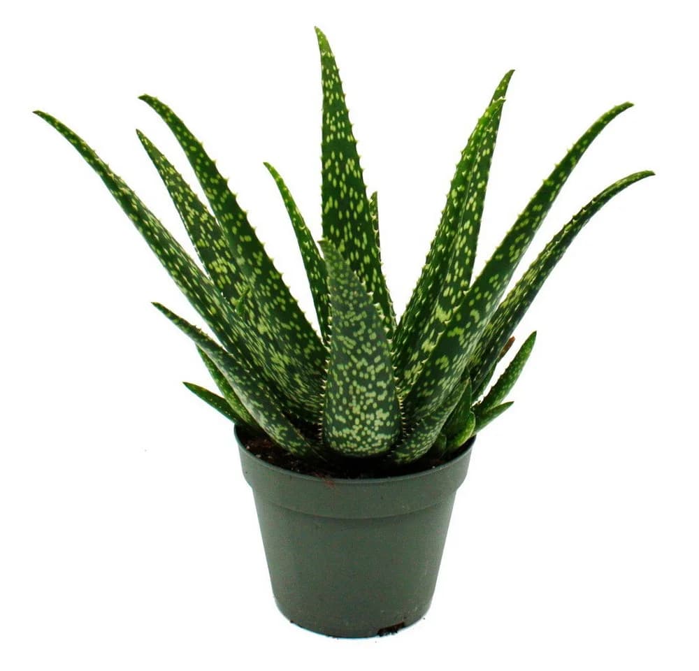 Exotenherz Aloe Medivera® Sukkulente im 14cm Topf - Bild 2
