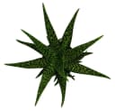 Exotenherz Aloe Medivera® Sukkulente im 14cm Topf Bild 3