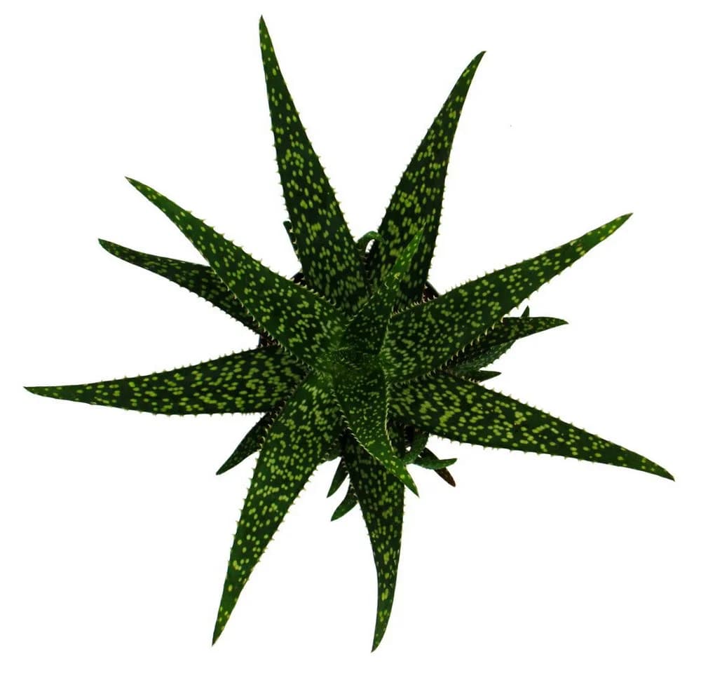 Exotenherz Aloe Medivera® Sukkulente im 14cm Topf - Bild 3