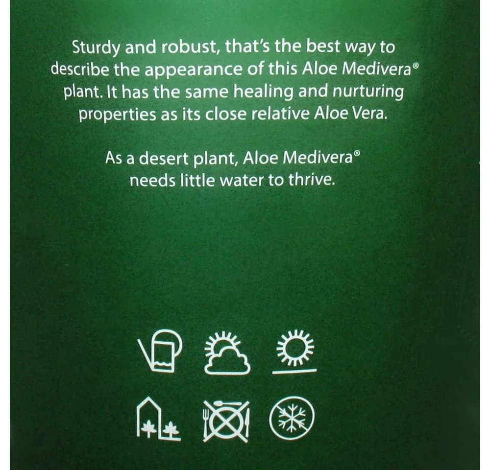 Exotenherz Aloe Medivera® Sukkulente im 14cm Topf - Bild 4